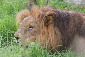 Lion close up