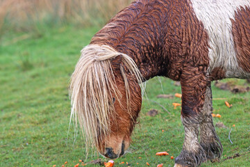 Wild pony feeding in the rain	