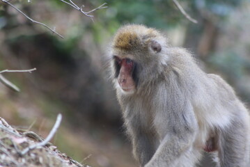 Japanese macaque