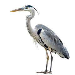 Obraz premium Great Blue Heron Portrait