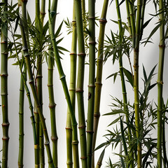 Set of bamboo plant on white