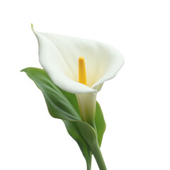White Calla Lily Flower, Elegant Bloom, Arum Lily, Floral Art