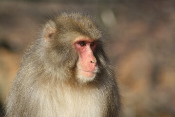Japanese macaque