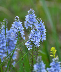 Obraz premium In the spring, the Veronica prostrata blooms among the herbso