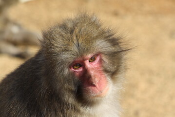 Japanese macaque