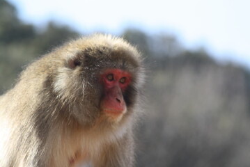 Japanese macaque