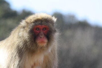 Fototapeta premium Japanese macaque