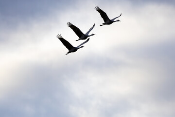 Sandhill Cranes flying at sunset on a cloudy day at Hiwassee Sandhill Crane Refuge. Sandhill Crane...