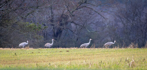 Sandhill Cranes foraging in tall grass at Hiwassee Sandhill Crane Refuge in Tennessee. Large North...