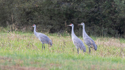Sandhill Cranes foraging in tall grass at Hiwassee Sandhill Crane Refuge in Tennessee. Large North American migratory crane in habitat.
