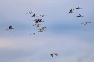 Sandhill Cranes flying at sunset on a cloudy day at Hiwassee Sandhill Crane Refuge. Sandhill Crane is a large migratory crane native to North America.