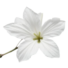 Fototapeta premium White Flower Bloom, Delicate Petals, Minimalist Flower Image