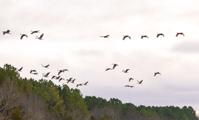 Sandhill Cranes flying at sunset on a cloudy day at Hiwassee Sandhill Crane Refuge. Sandhill Crane is a large migratory crane native to North America.