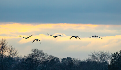 Sandhill Cranes flying at sunset on a cloudy day at Hiwassee Sandhill Crane Refuge. Sandhill Crane is a large migratory crane native to North America.
