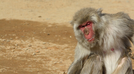 Japanese macaque
