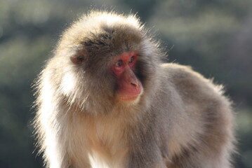 Japanese macaque