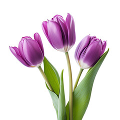 Purple Tulip Trio: A trio of vibrant purple tulips, each with a touch of white at the base, stands tall and proud, their elegant stems and delicate petals a symbol of springtime beauty and grace. 