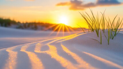 Sunset over desert dunes with green grass sprouts.