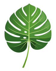 isolated monstera vector