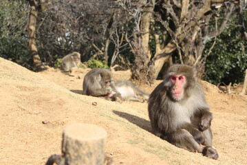Japanese macaque