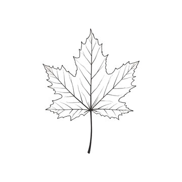 Maple Leaf Outline, Simple Fall Foliage, Black & White, Isolated