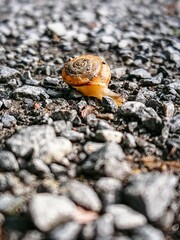 snail on the ground