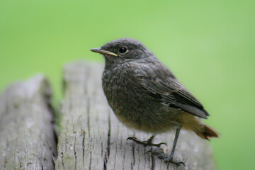 juvenile black redstart on a tree trunk, Phoenicurus ochruros