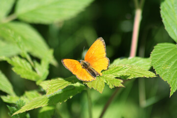 A male Scarce Copper butterfly (Lycaena virgaureae) perched on a blade of grass, showcasing its vibrant orange upperwings.