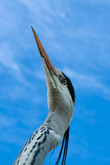 Grey heron Portrait From below, fishmonger, ardea cinerea