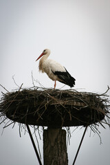 White stork on a nest, Ciconia ciconia