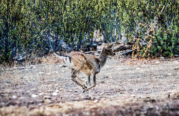 Fallow deer running in a natural environment