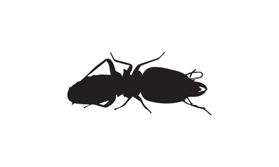 ant isolated