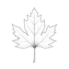 Fototapeta premium Simple Maple Leaf Outline, Vector Drawing, Botanical Illustration