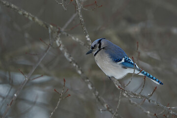 Bluejay sitting on a branch of a maple tree. Winter in Western Pennsylvania.