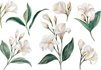 Jasmine watercolor clipart set. Hand Drawn Watercolor Jasmine Flowers and green leaves vector isolated on white background.