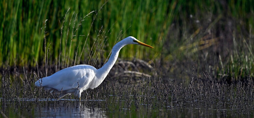 Silberreiher // Great egret (Ardea alba)