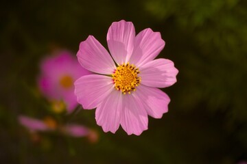 Obraz premium Closeup shot of flowering pink Cosmos bipinnatus.