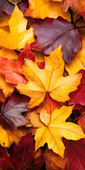 Fototapeta premium Colorful Fall Maple Leaves Texture with Vibrant Autumn Colors : Generative AI