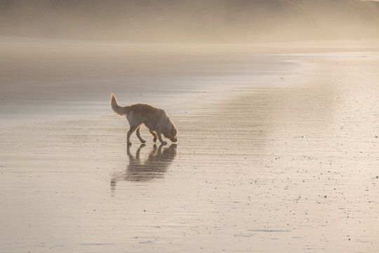 Sunny beach with walking dog