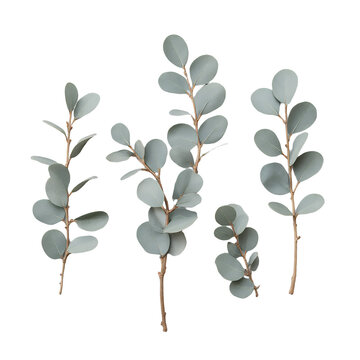 Fototapeta Eucalyptus Leaves on Light Gray Background, Floral Minimalist Style