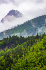 Foggy Mountain Landscape with Lush Green Forest and Misty Atmosphere