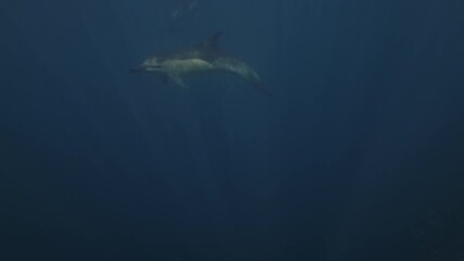 A lively pod of common dolphins hunting fish in open ocean waters during the annual Sardine Run off coast of Port St Johns, Eastern Cape, South Africa. Underwater world, wild nature. Shiny silver fish