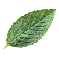 Obraz premium Close-up of a Fresh Mint Leaf against a Black Background
