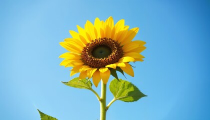 Bright sunflower against a clear blue sky in a vibrant outdoor setting
