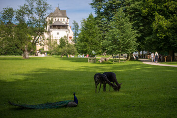 medieval castle Blatna with wooden fackverk tower