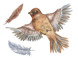 Watercolor bird jay with wings. In vintage style. Realistic illustration of a spring bird in flight with feathers. Bird Day.