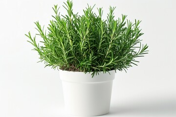 Sansevieria plant in a modern flower pot stands on a gray table on a white background. Home plant Sansevieria trifa. Home Gardening concept. Selective focus