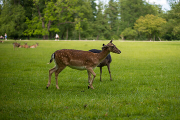 young shy fallow deer playing in the green meadow