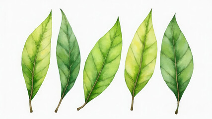  Hand drawn watercolor fresh spring leaves symbolizing renewal and growth 