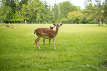 young shy fallow deer playing in the green meadow